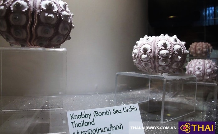 Bangkok Seashell Museum - Ốc Seaurchin
