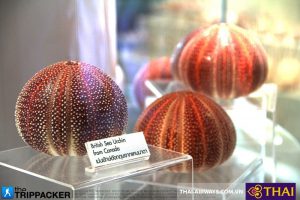 Ốc Tiewkrungthep tại bảo tàng Vỏ ốc